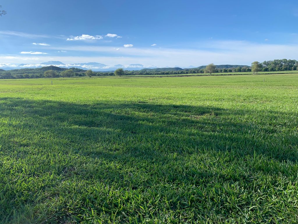 Pasto en Rollo San Agustin